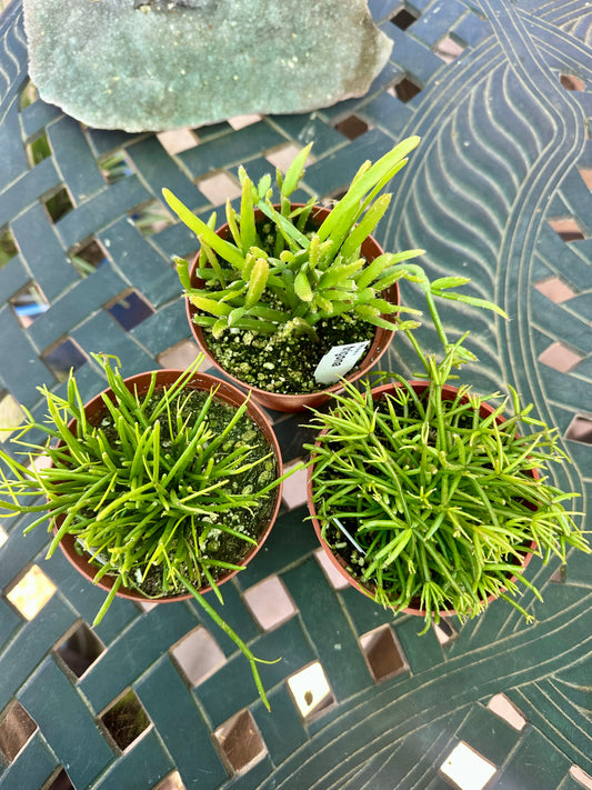 4” Rhipsalis