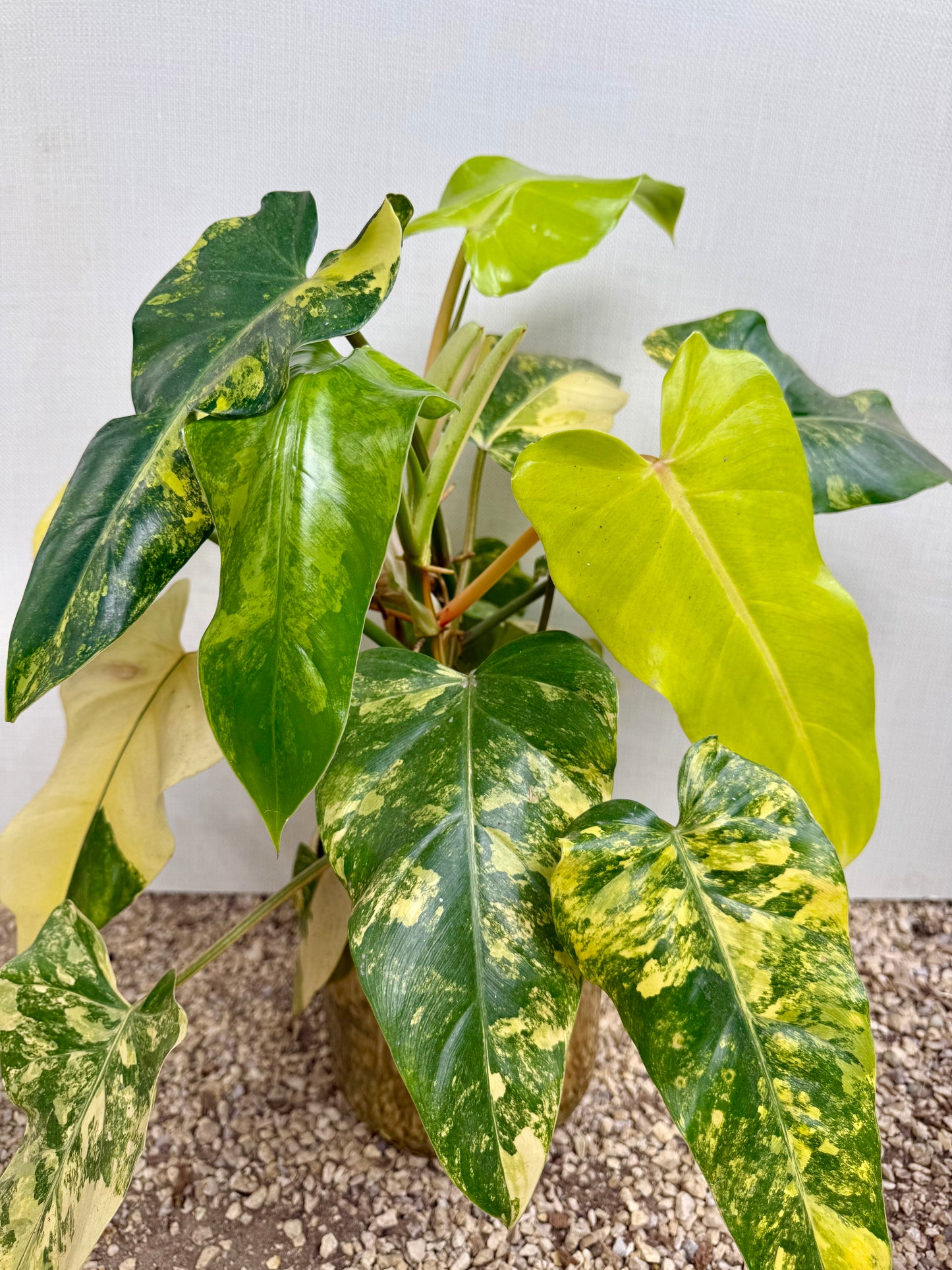 Variegated Philodendron Domesticum
