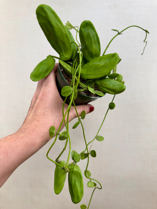 Dischidia Major Mature