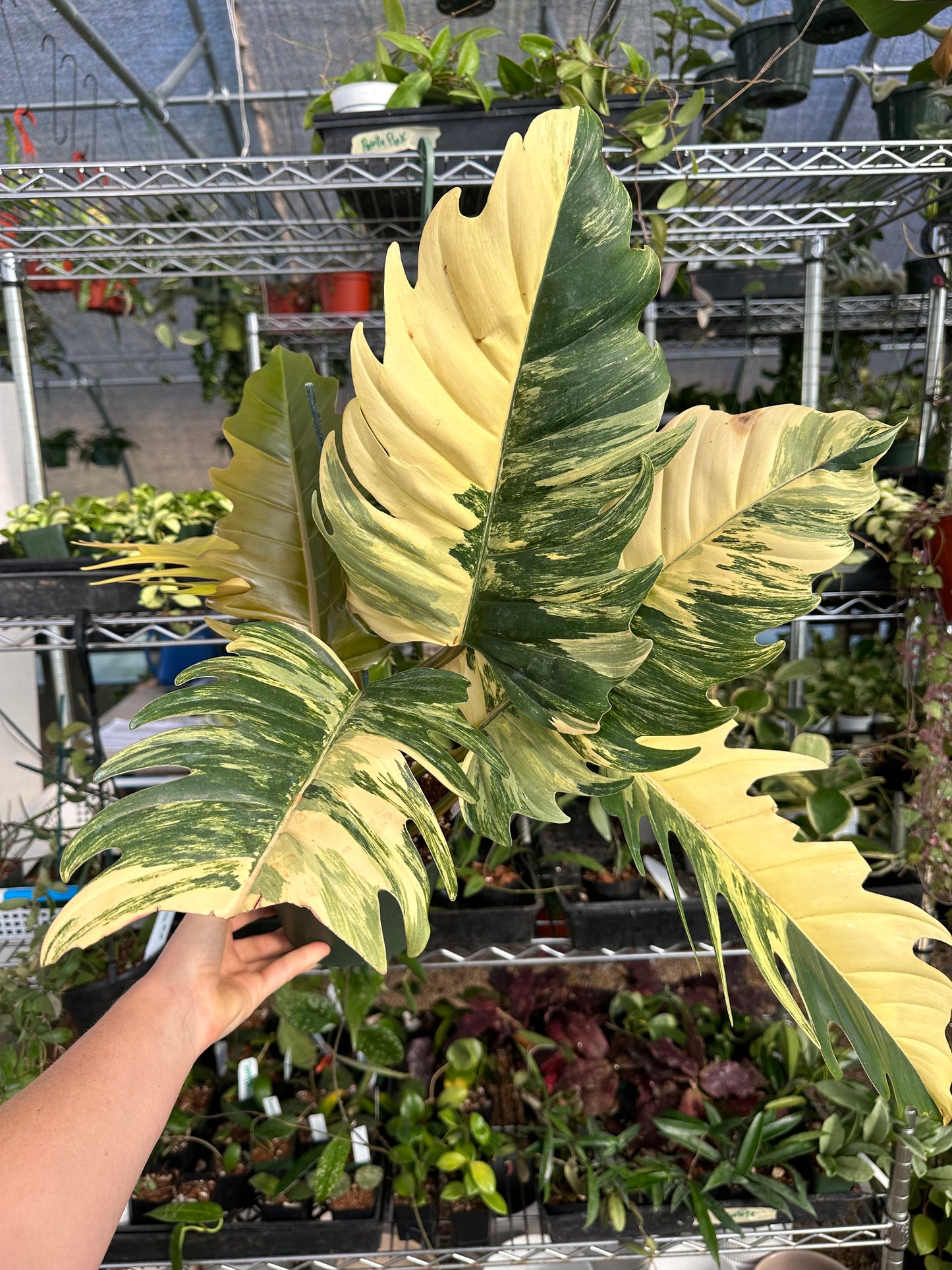 Philodendron Carmel Marble Variegated