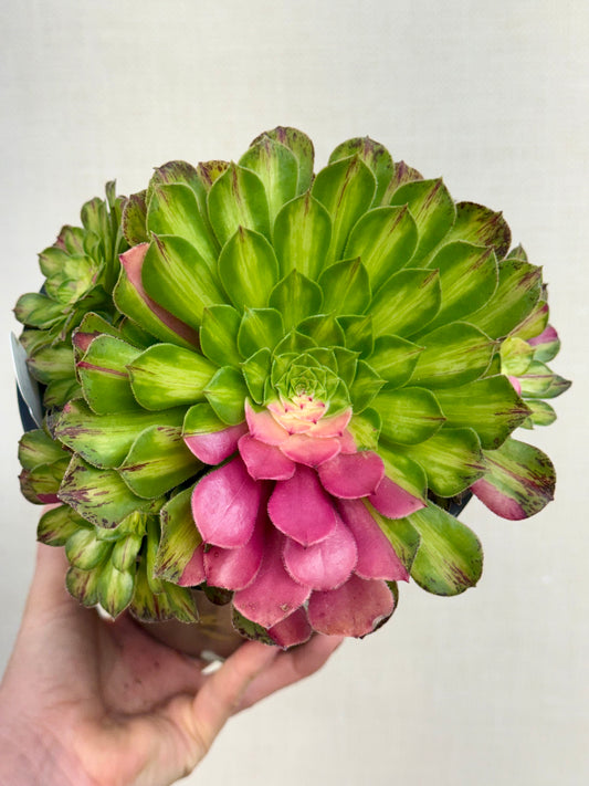 Aeonium Ultralight