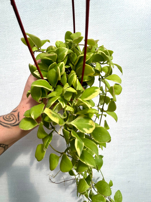 Hoya Heuschkeliana Albomarginata