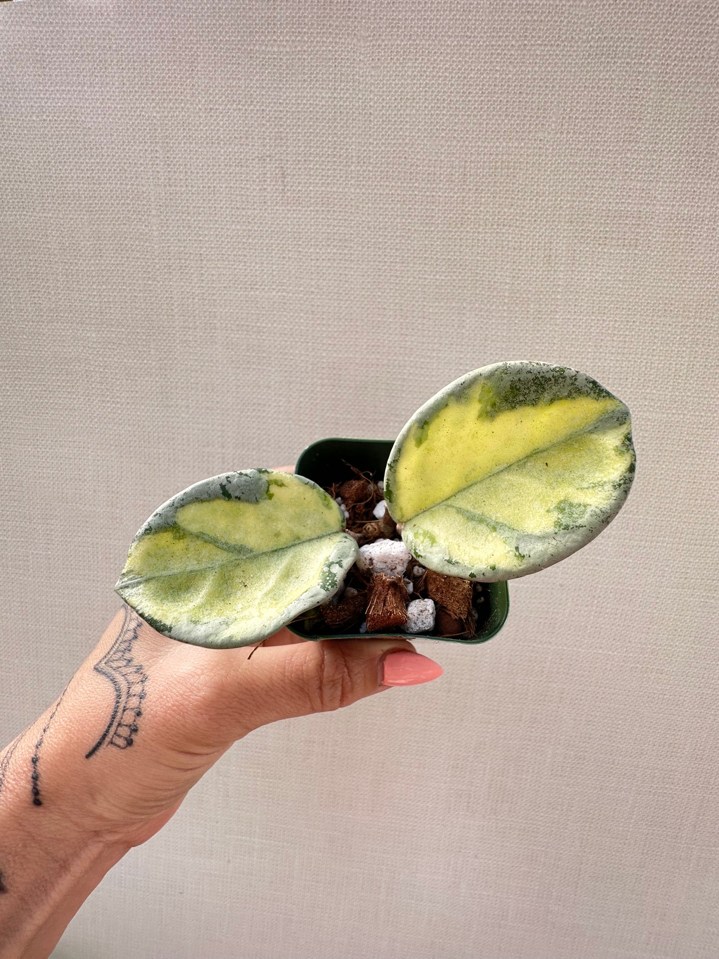 Hoya Argentea Princess