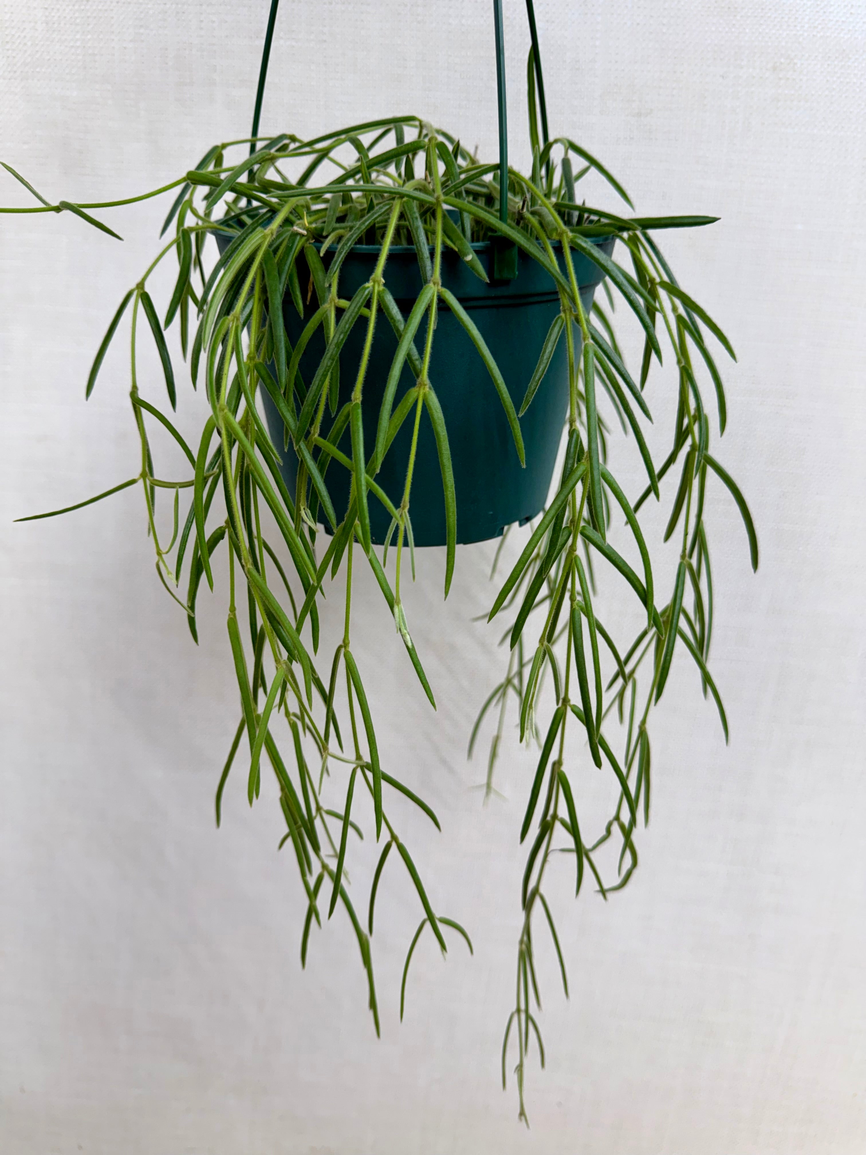 Hoya Linearis – We Are Plant Lovers
