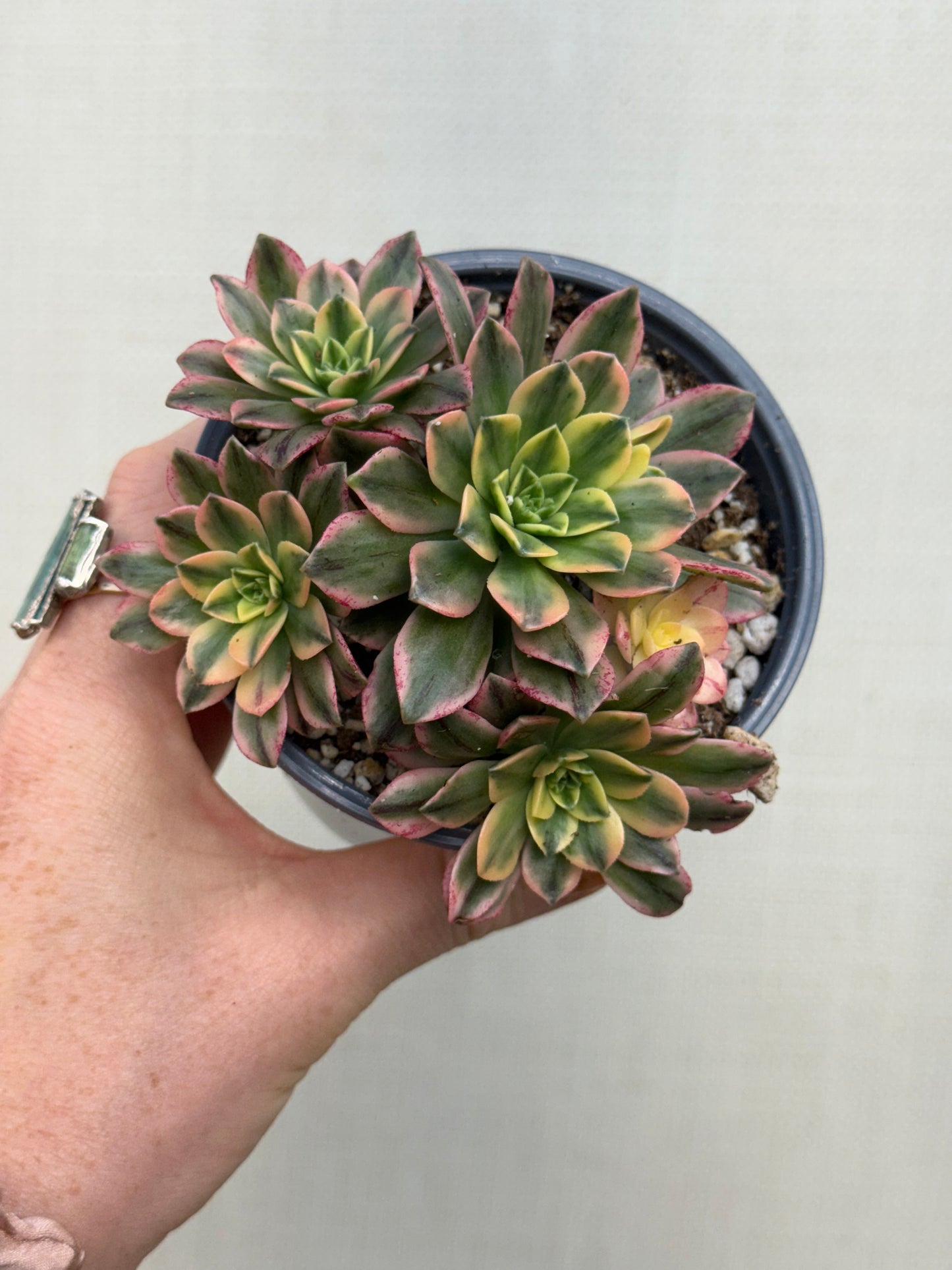 Aeonium Sweet Tea Variegated