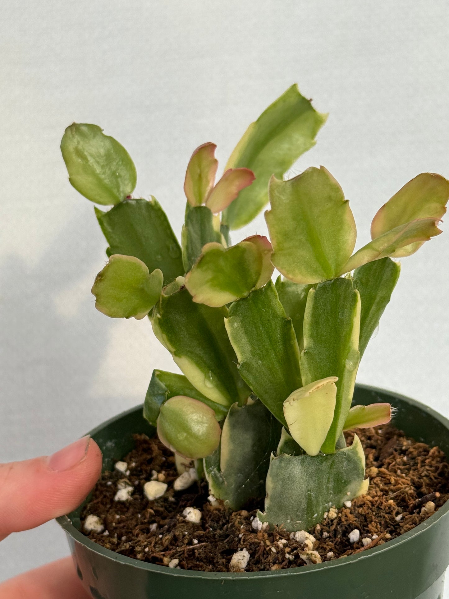 Variegated Christmas Cactus