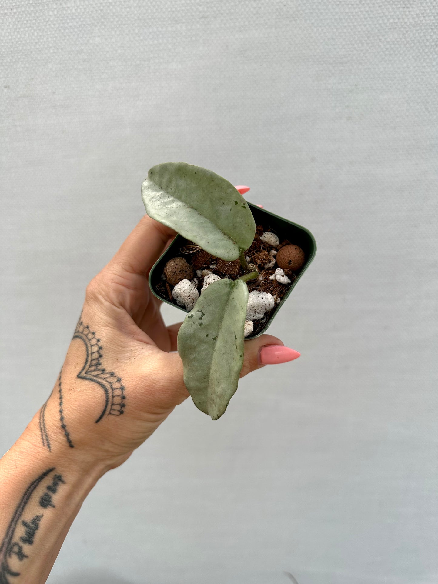 Hoya Argentea Princess