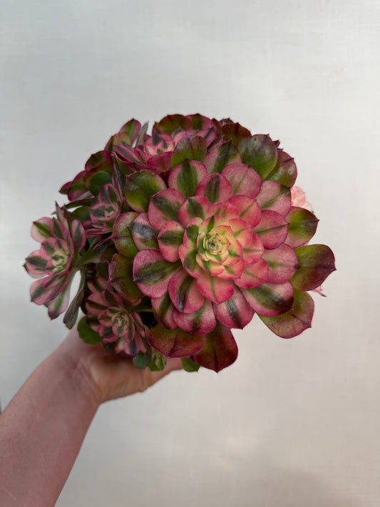 Aeonium Divine Delight