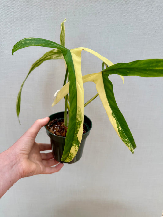 Variegated Philodendron Holtonianum