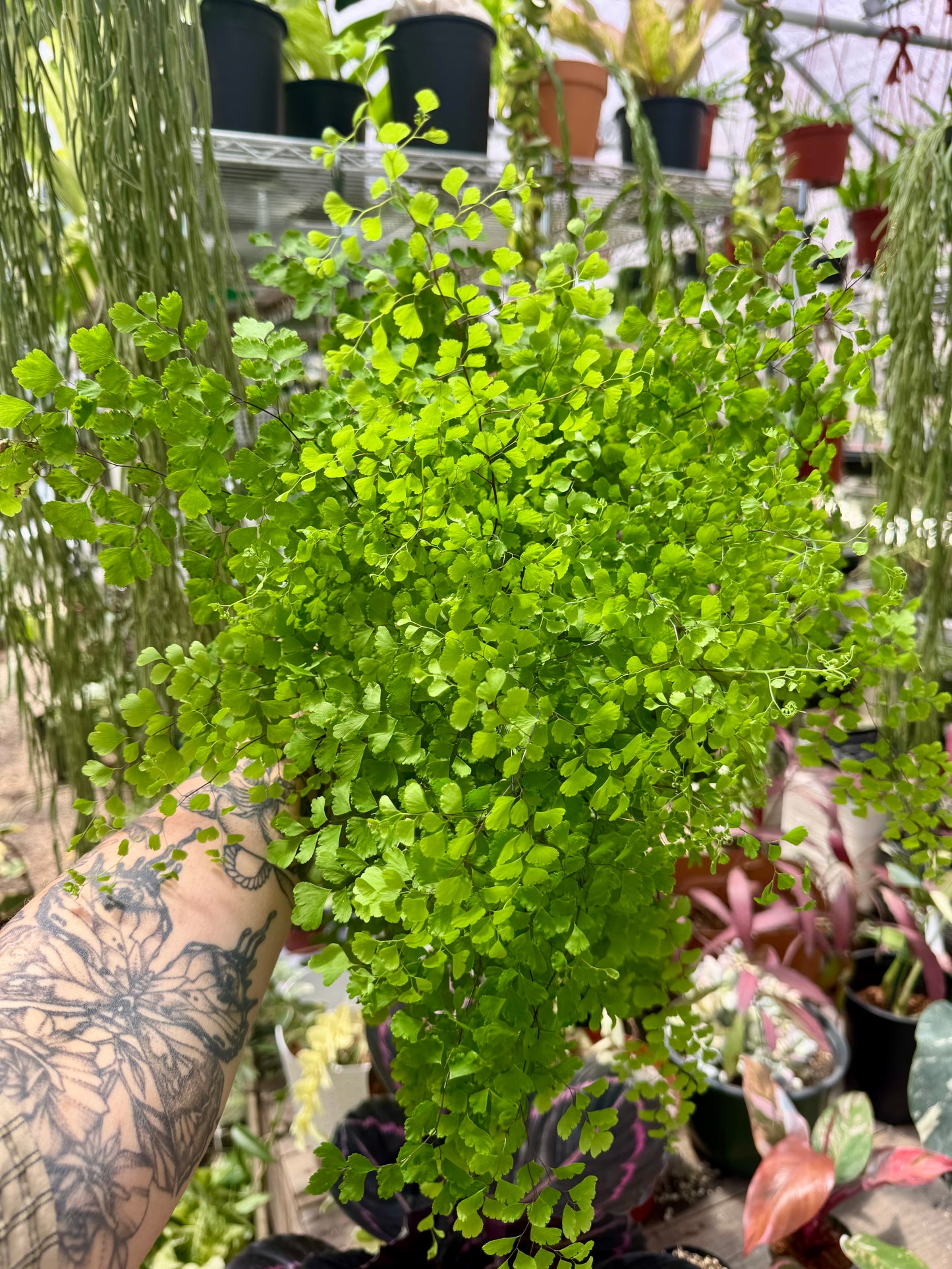 Maiden Hair Fern