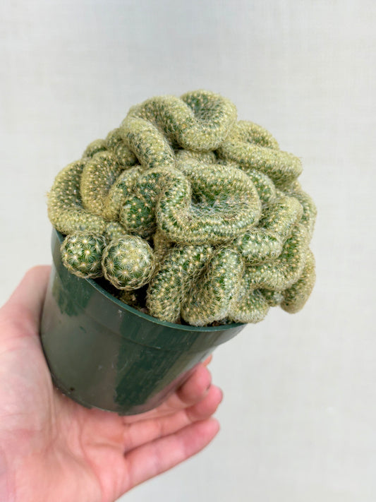 Brain Cactus