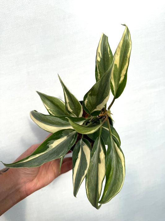 Rio Philodendron