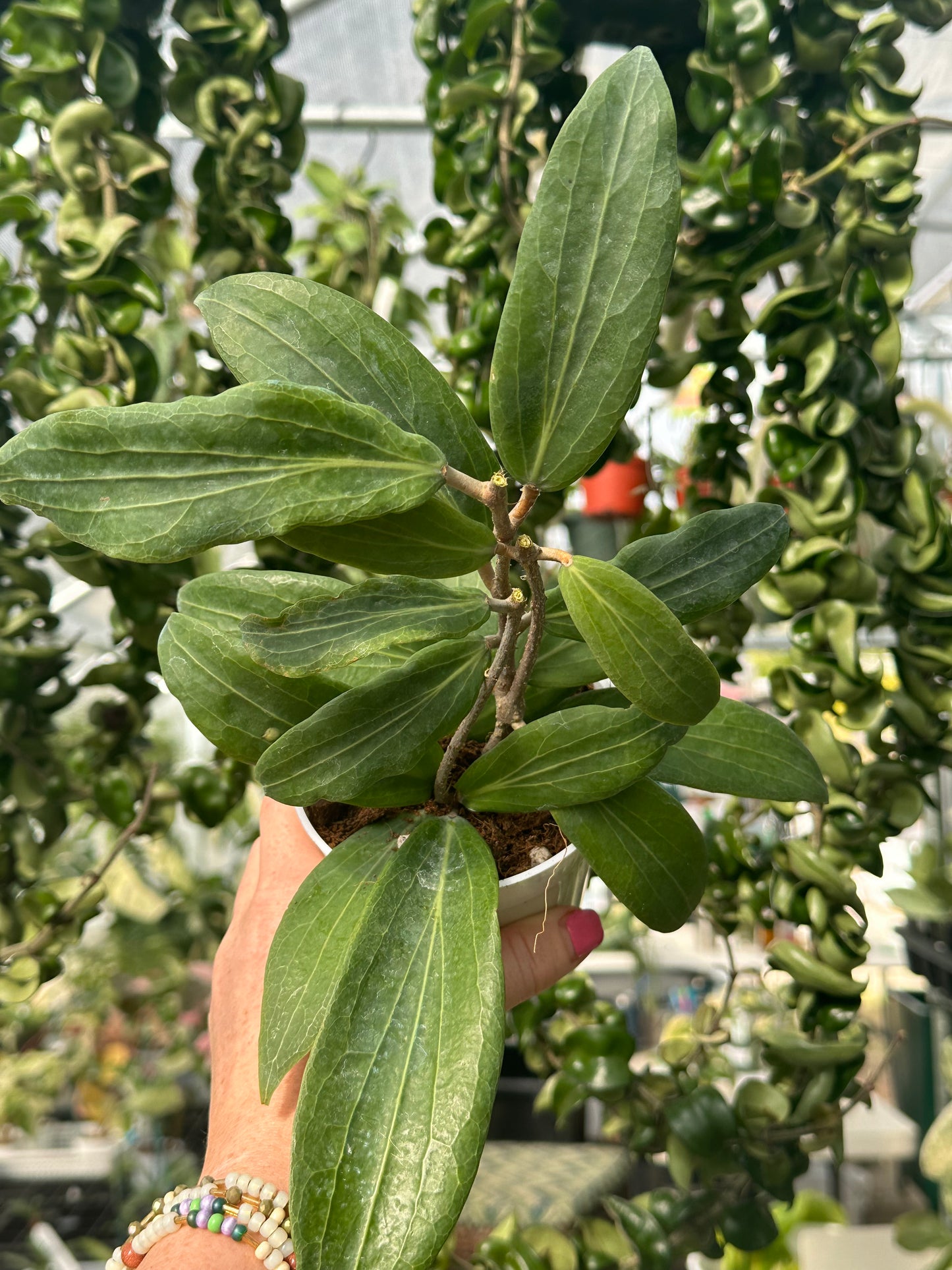 Hoya Soligamiana