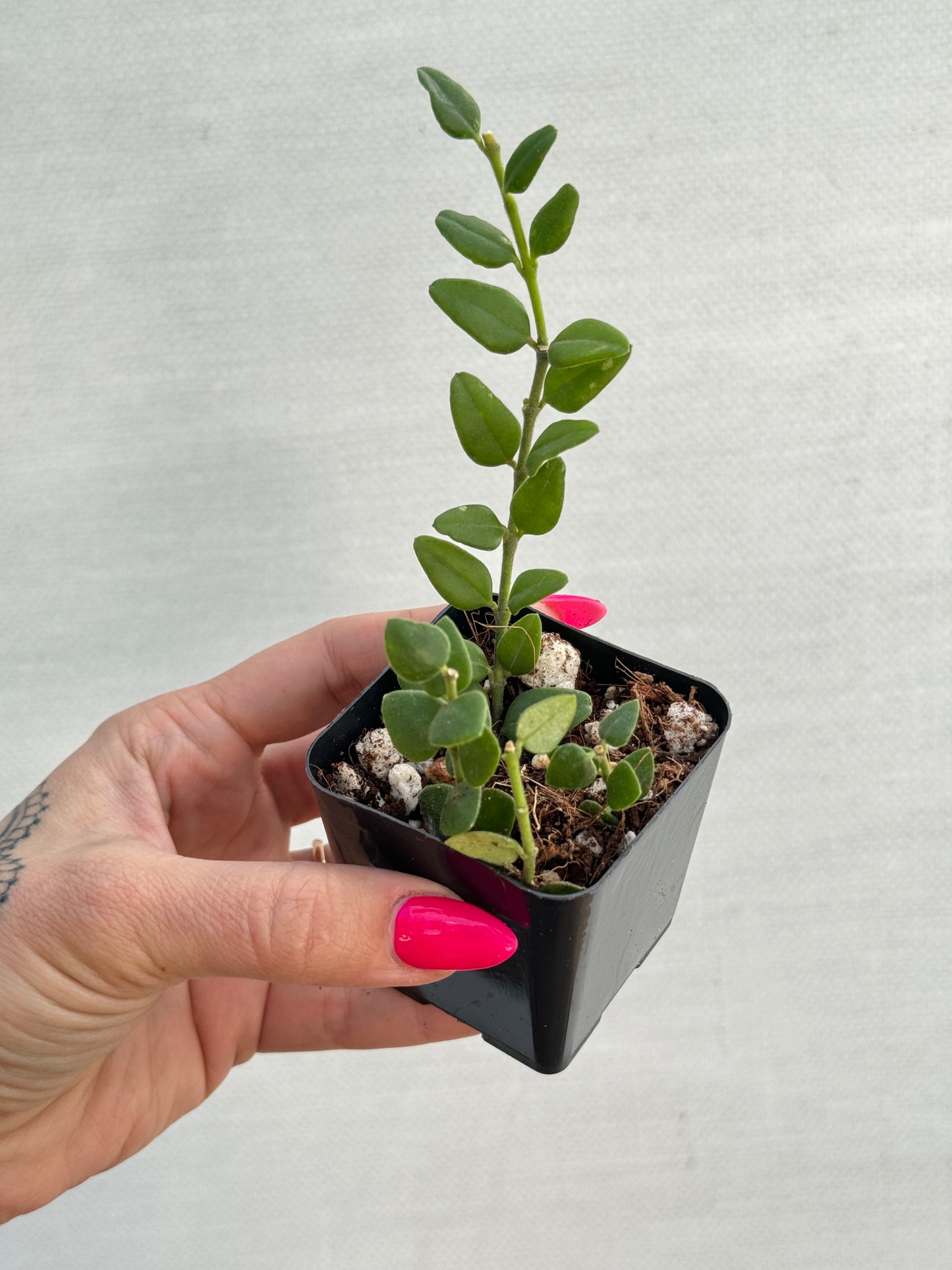 Hoya Chinghungensis