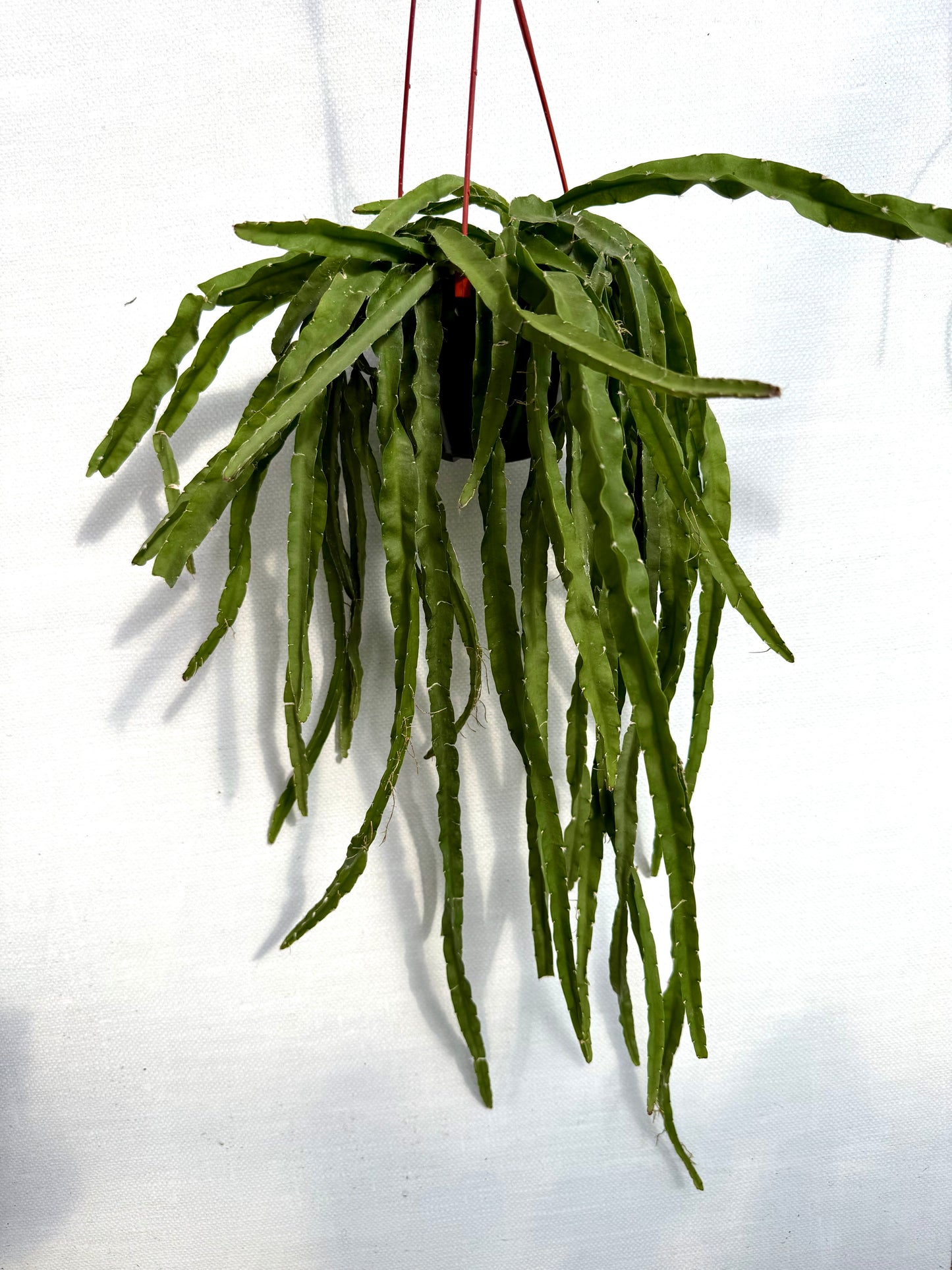 Rhipsalis Hurricane