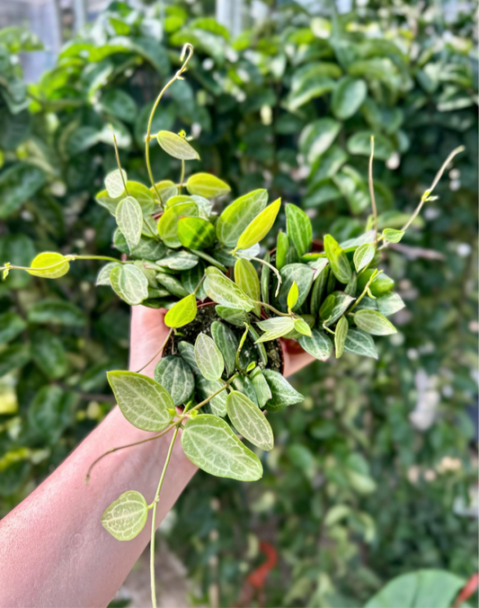 Watermelon Dischidia