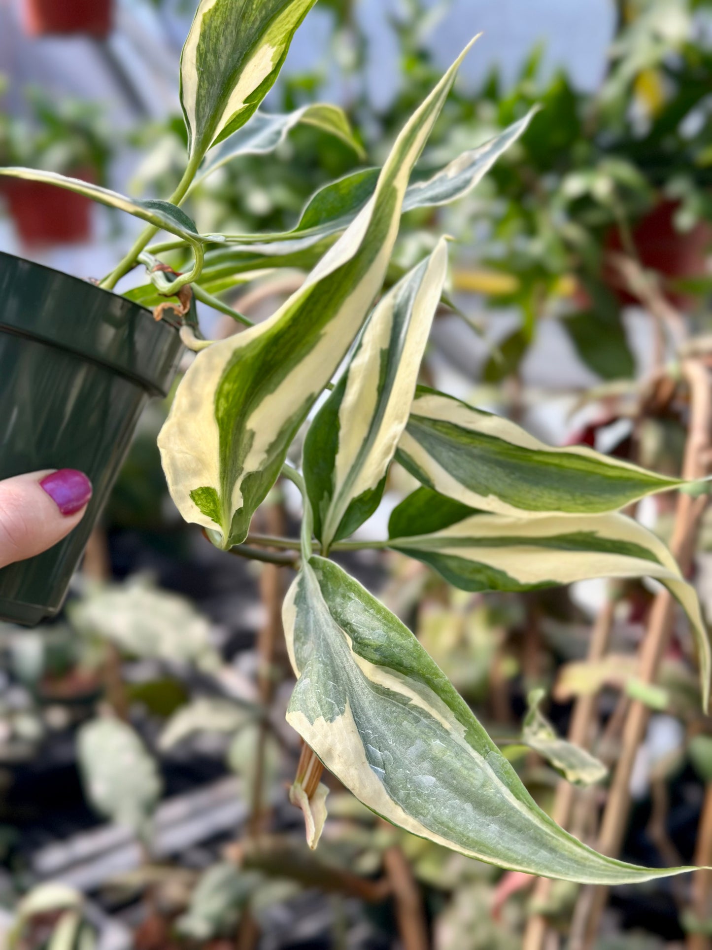 Rio Philodendron
