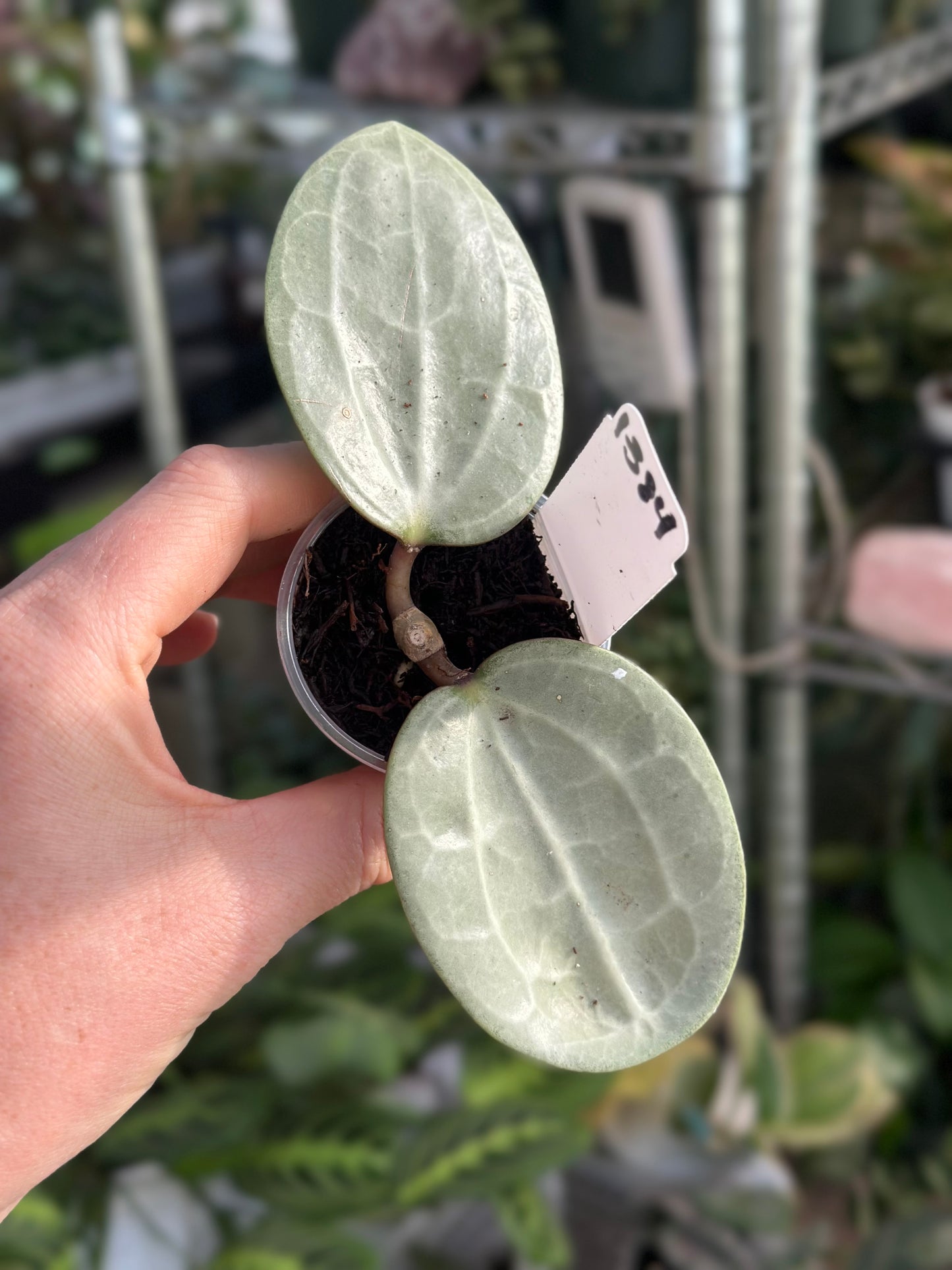 Hoya Latifolia Silver