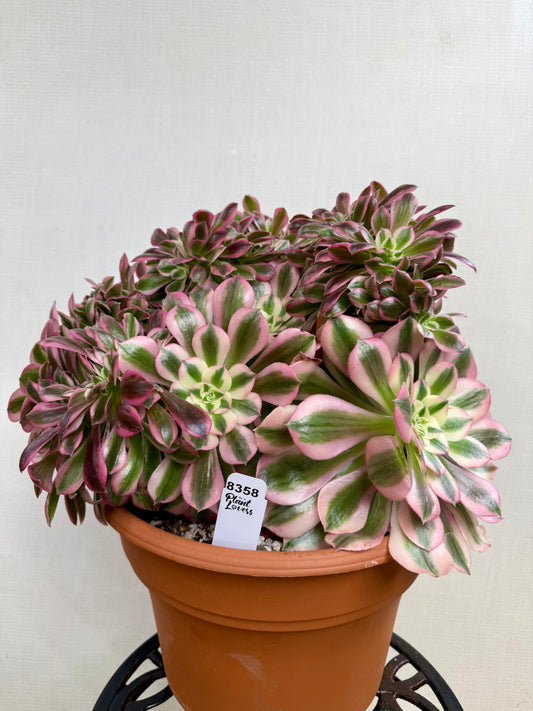 Aeonium Pink Witch