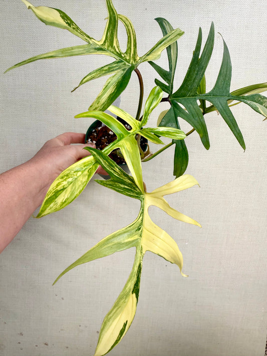 Variegated Polypoides X Florida Beauty