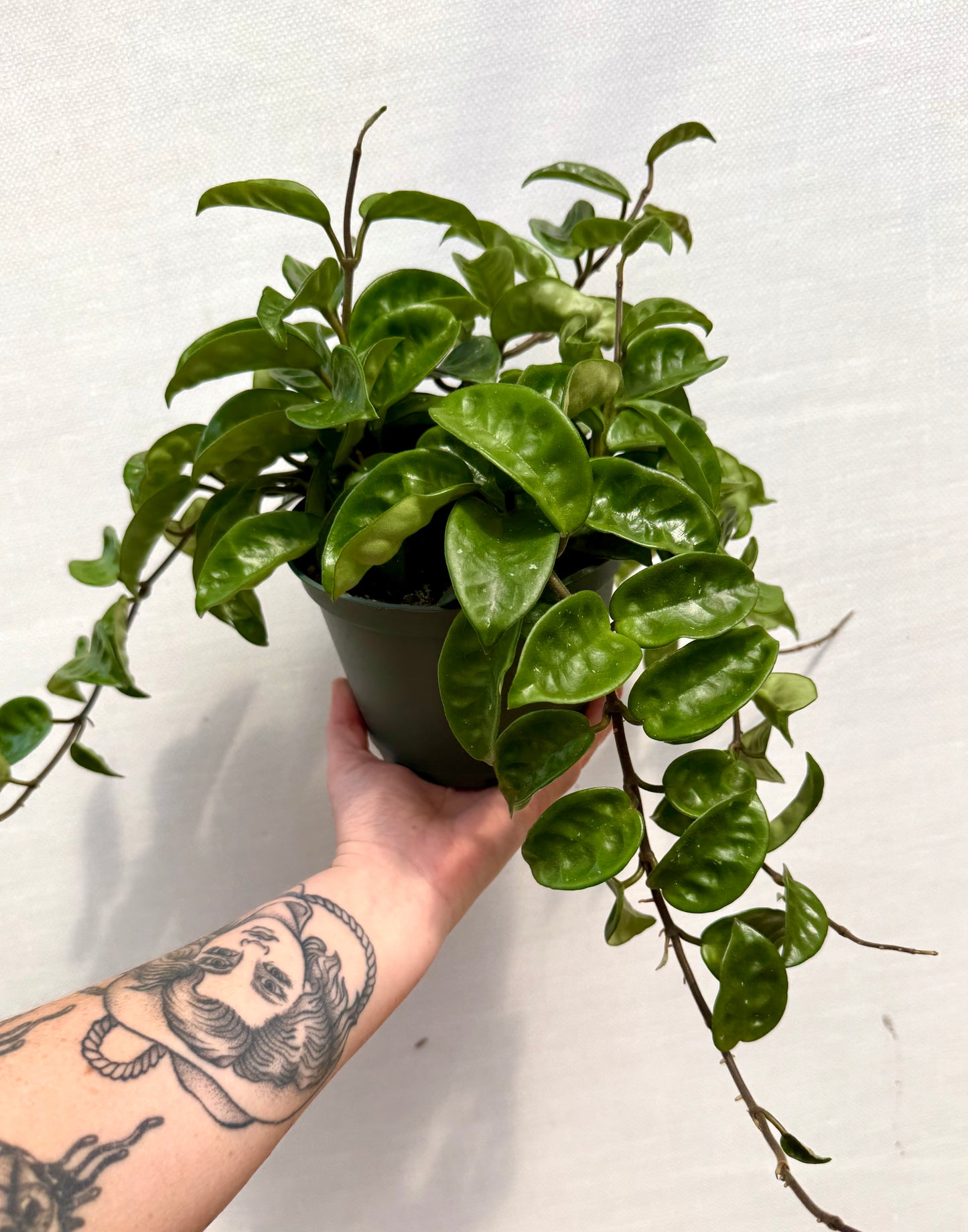 Hoya Krinkle