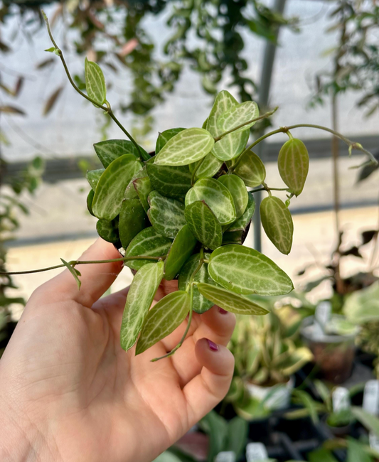 Watermelon Dischidia