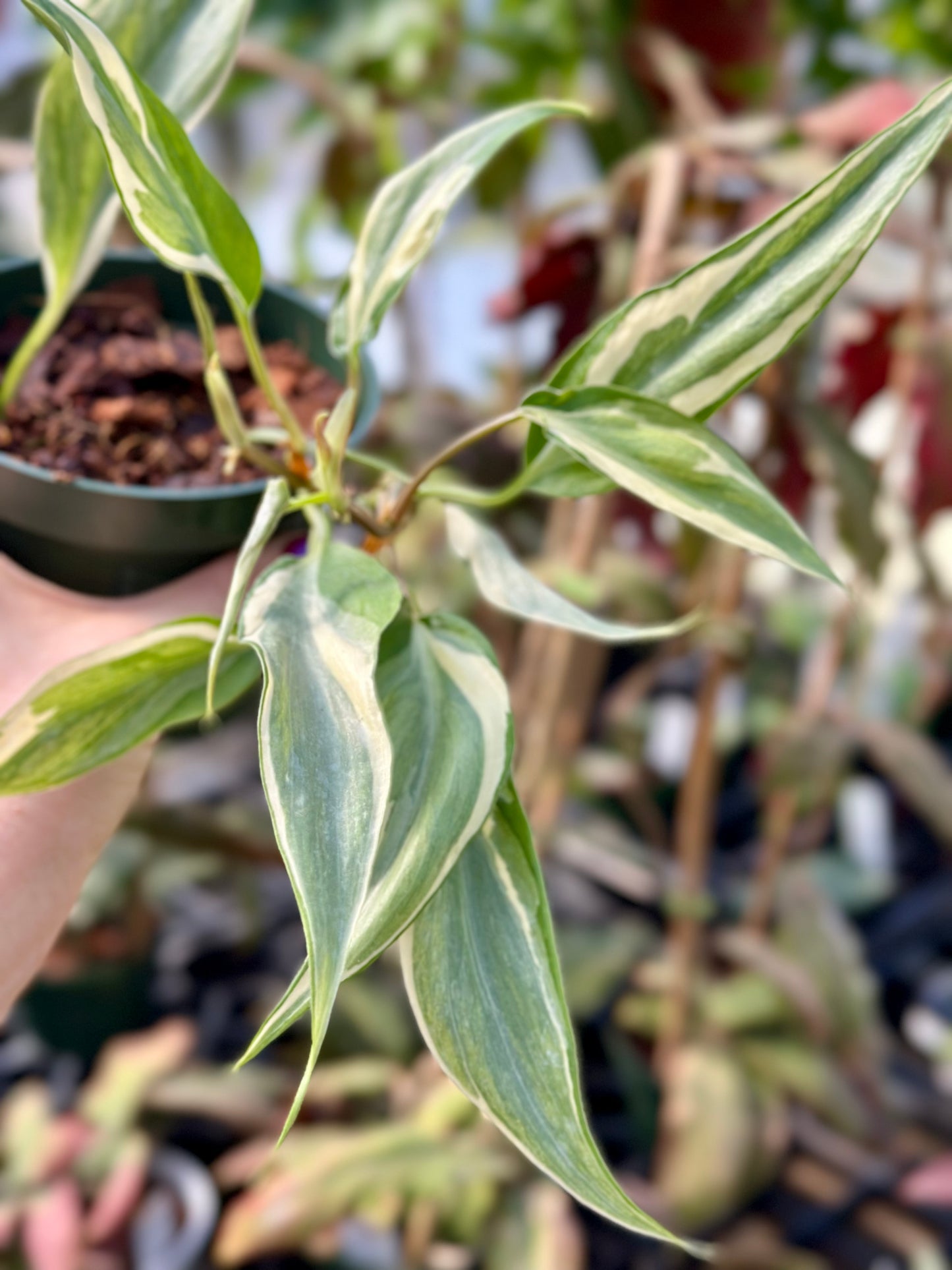 Rio Philodendron
