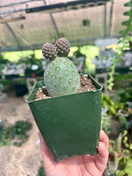 Tephrocactus Geometricus