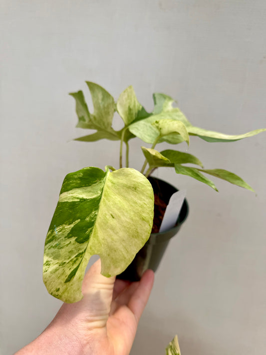 Rhaphidaphora Tetrasperma Migma