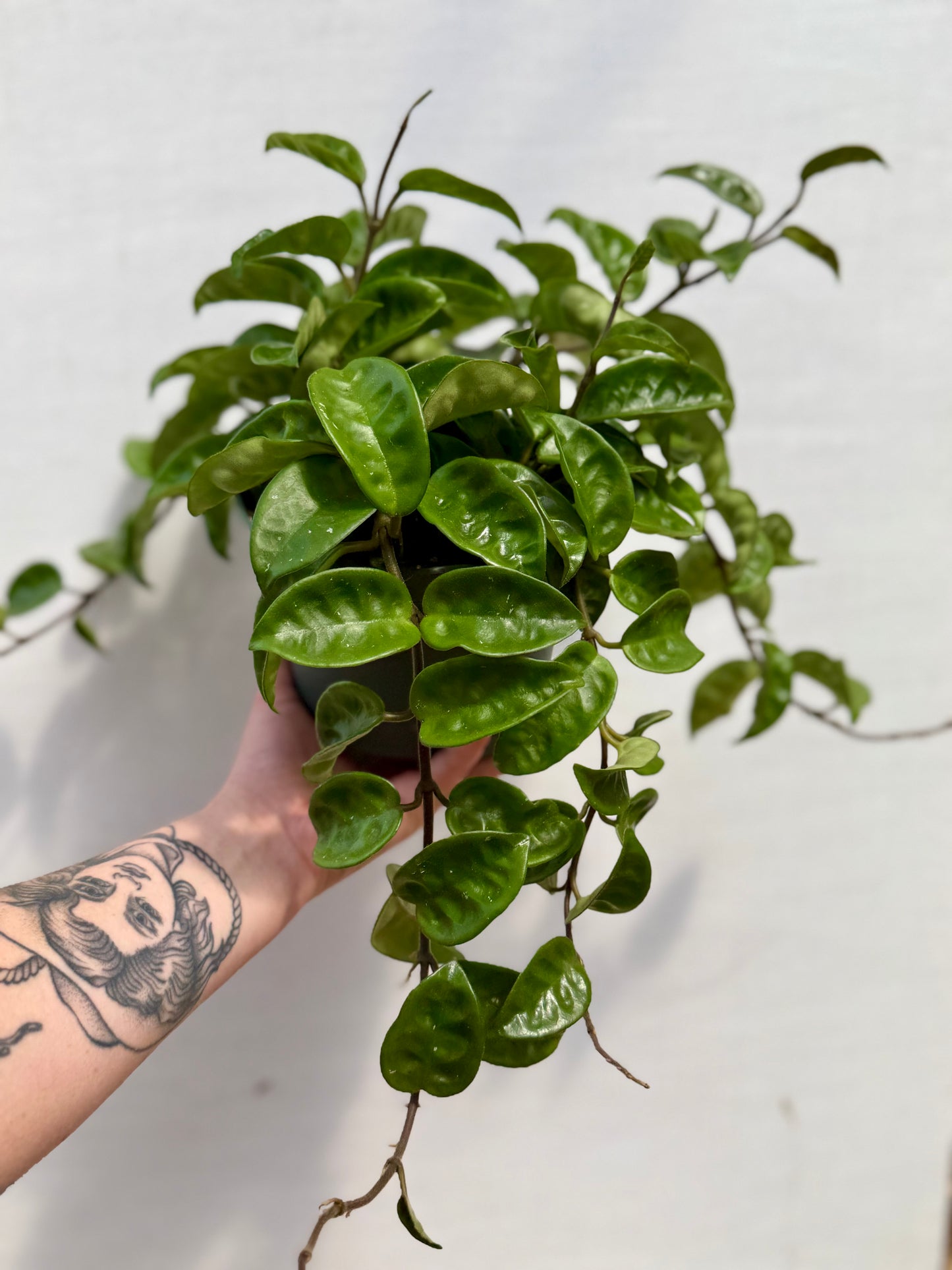 Hoya Krinkle