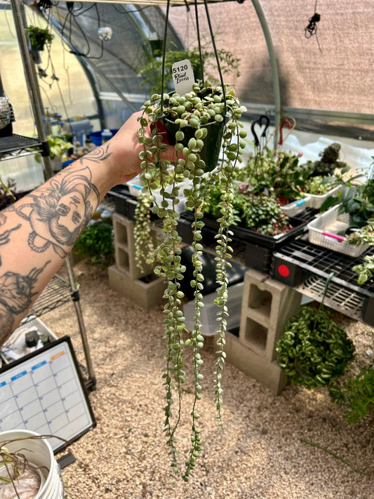 Dischidia Nummularia Variegated