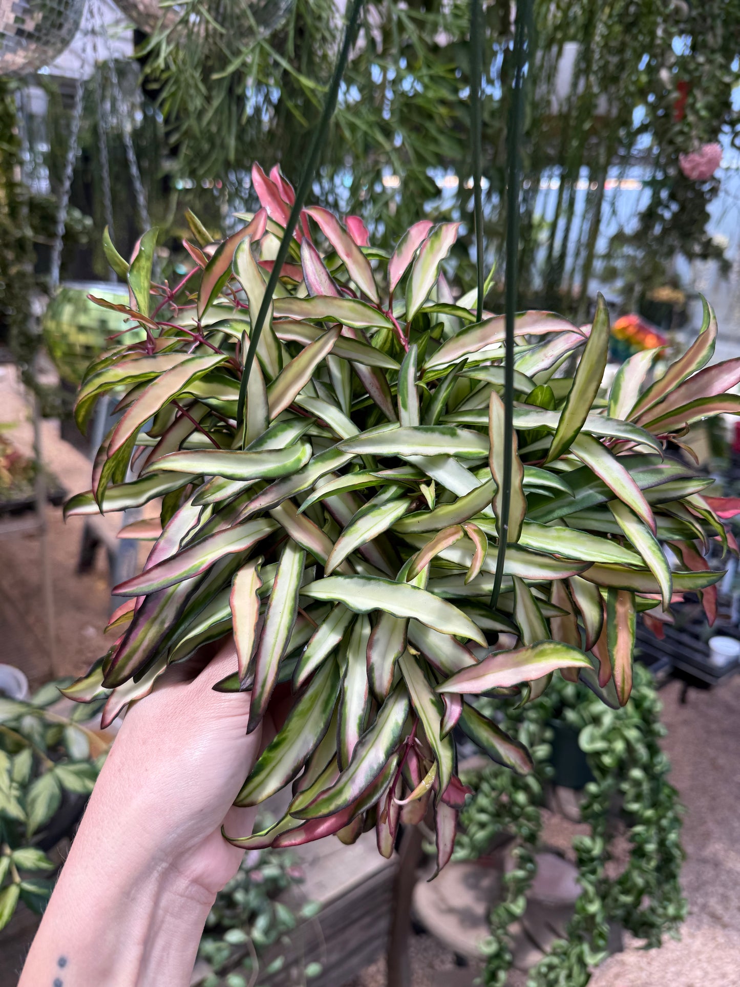 Hoya Wayetii Variegated