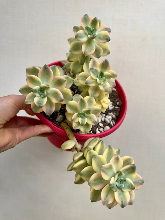 Echeveria Variegated Apricot