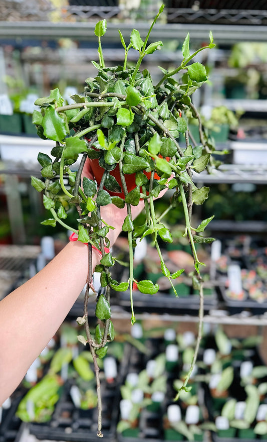Ceropegia Sandersonii
