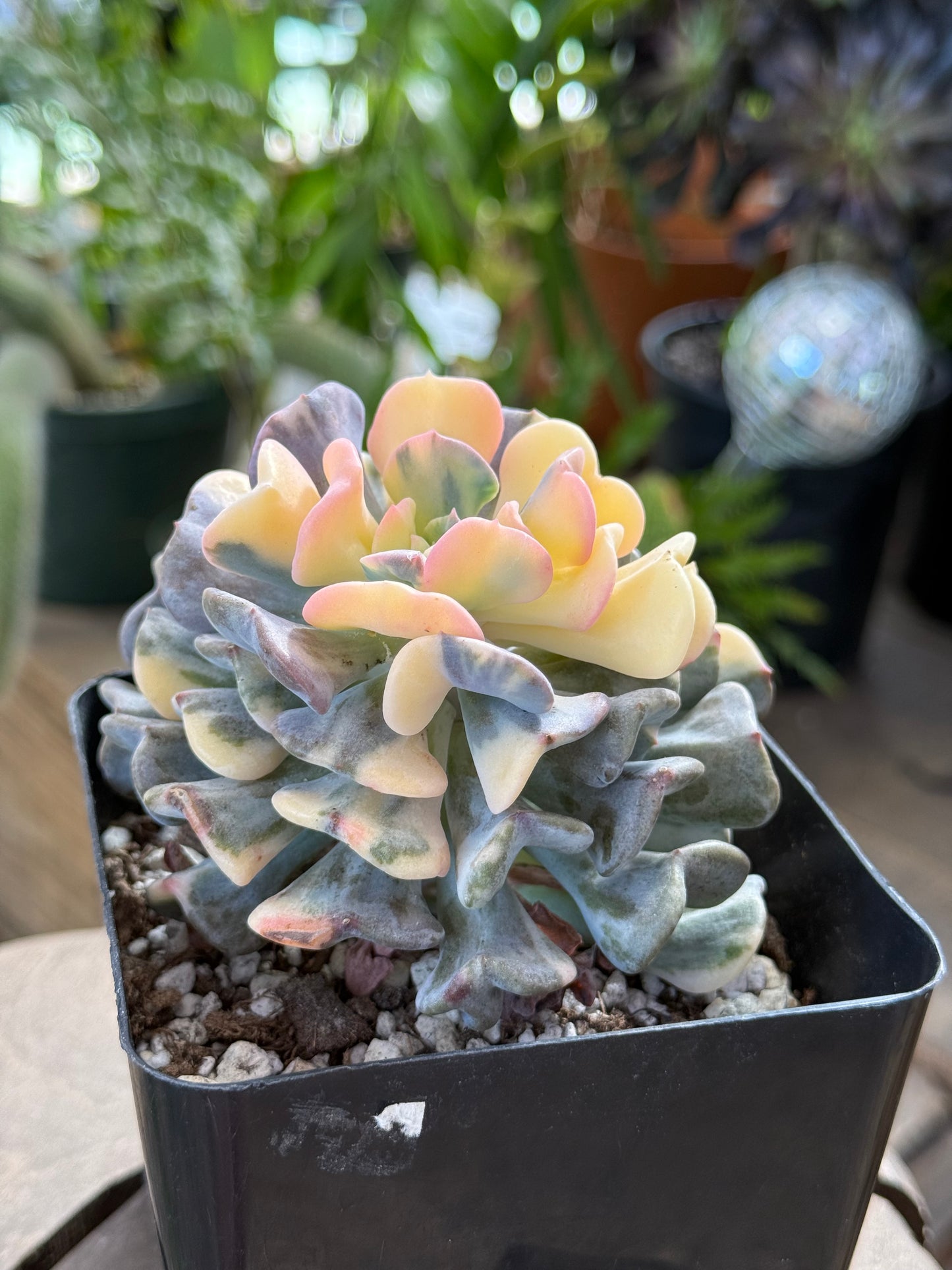 Variegated Cubic Frosts