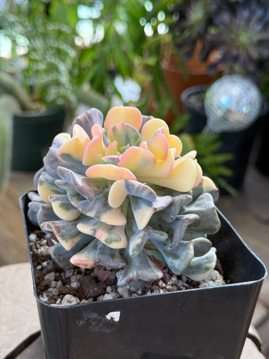 Variegated Cubic Frosts
