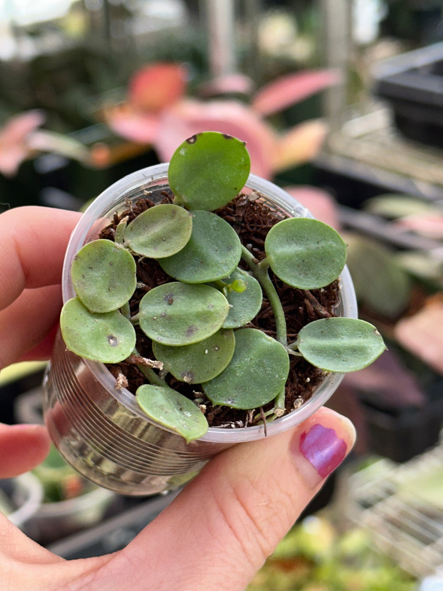 Dischidia Major