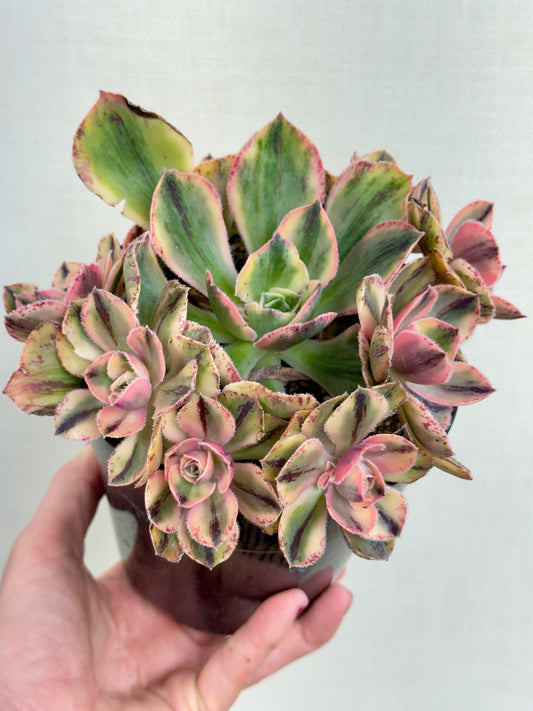 Aeonium Blue Procelain