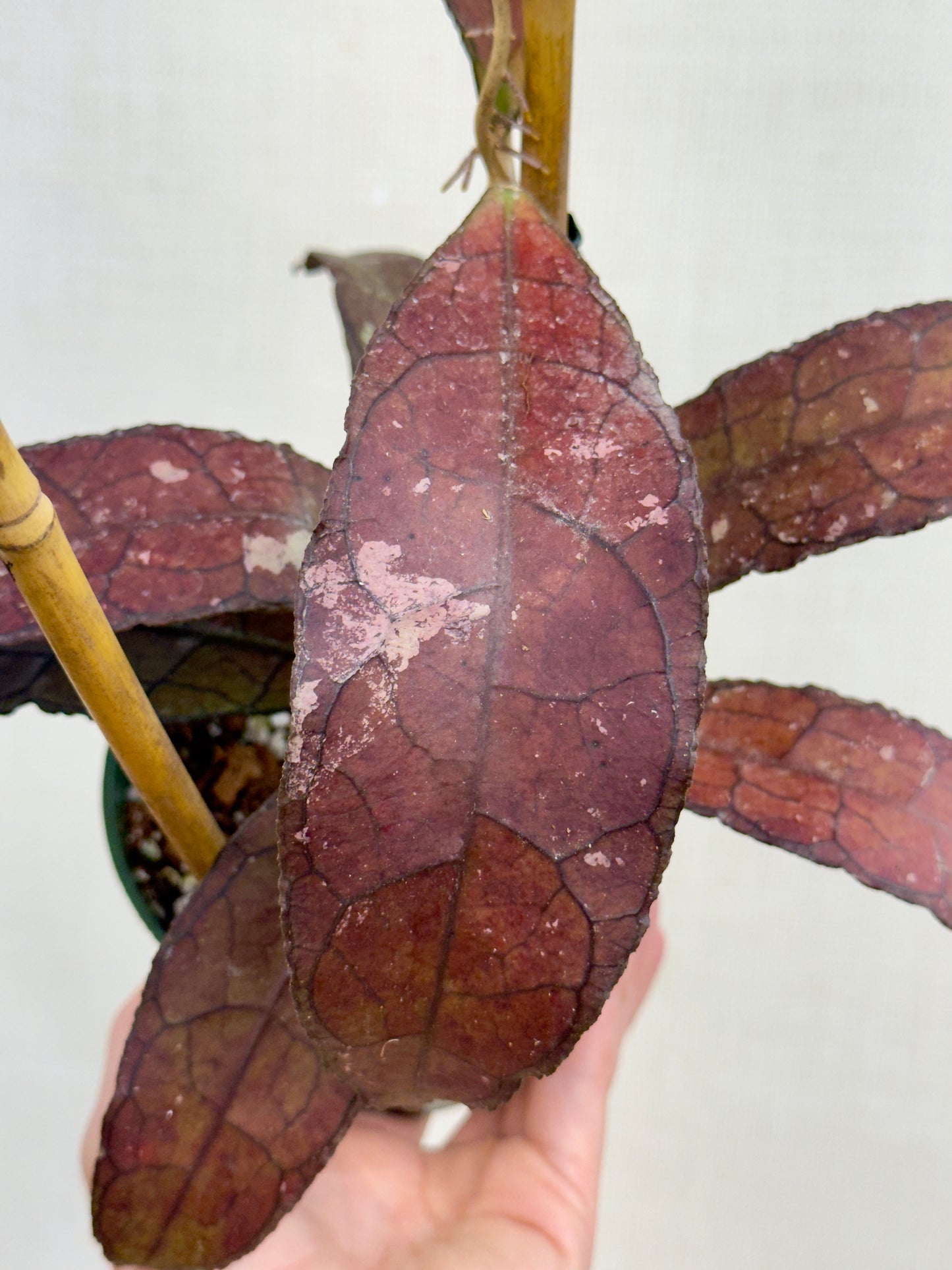 Red Clemensiorium