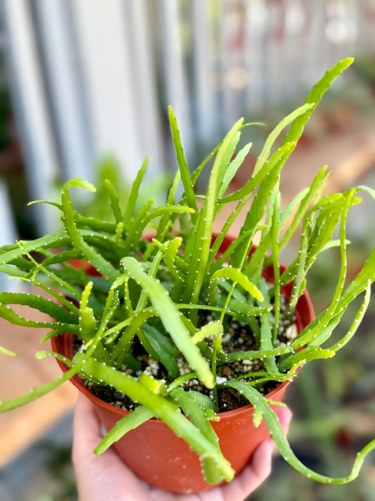 Rhipsalis Boliviana