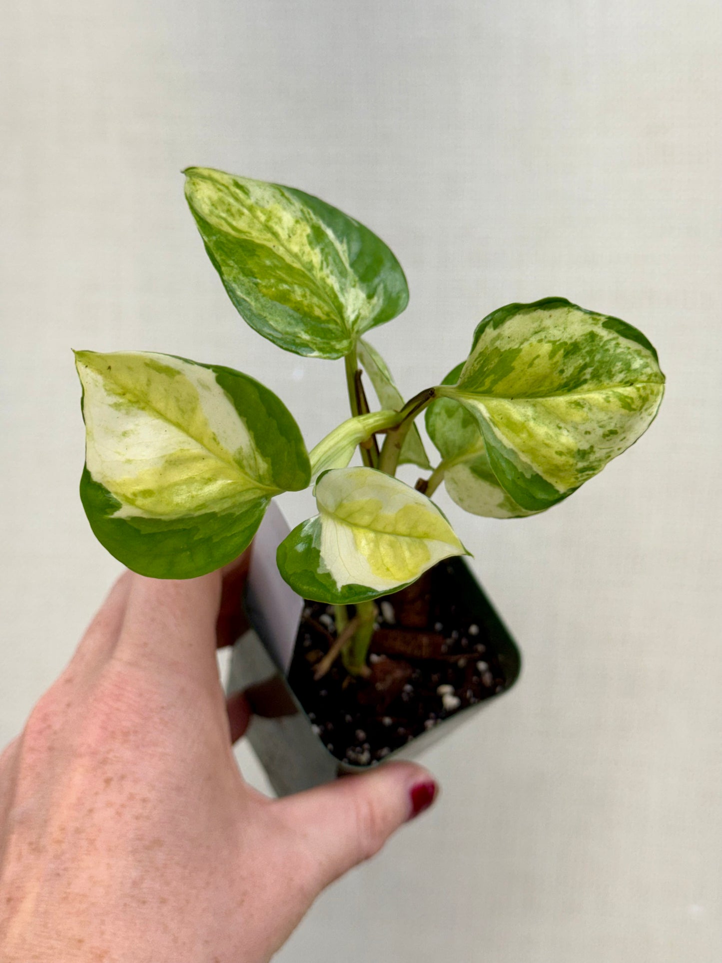 Global Japan Pothos