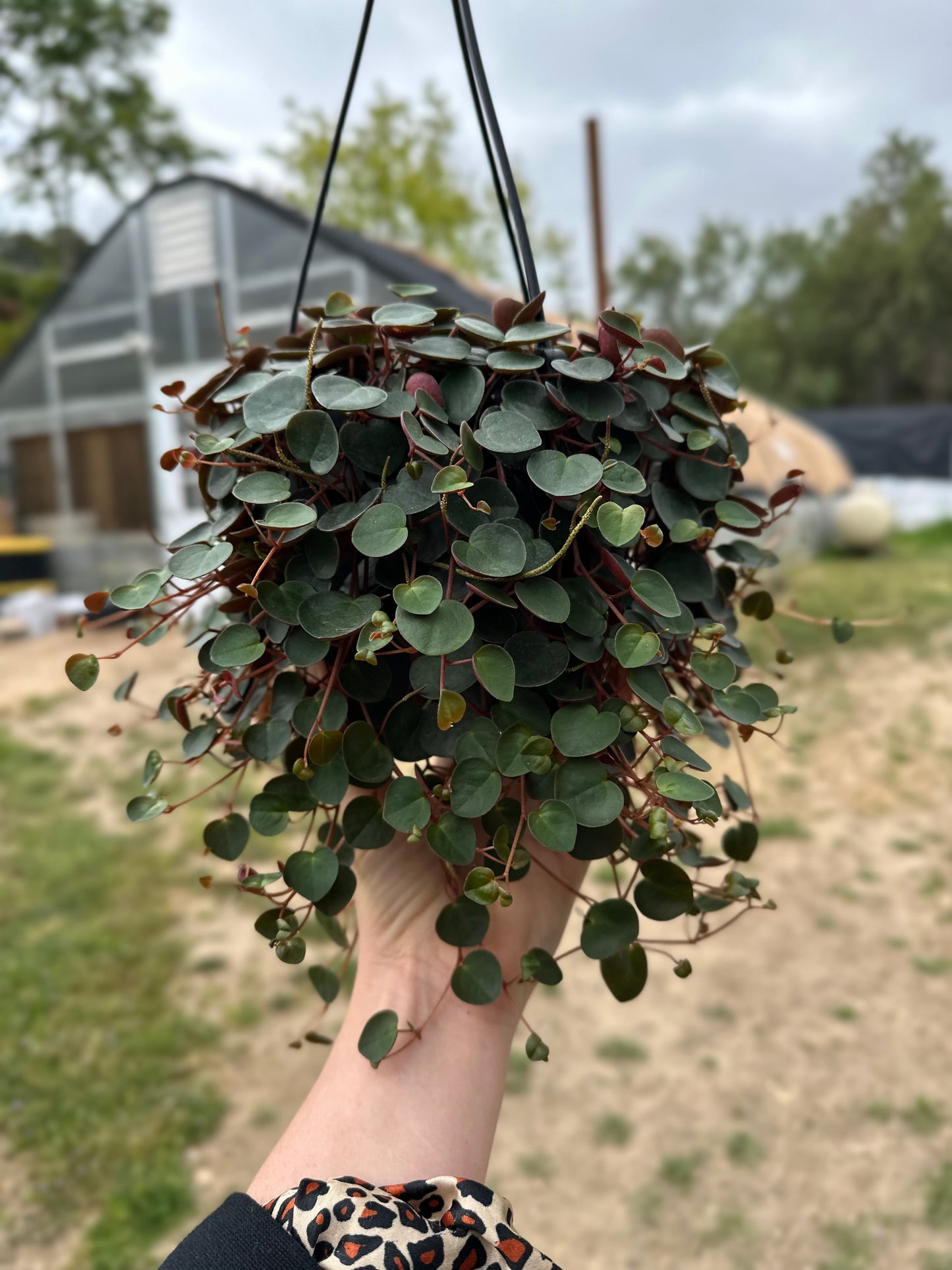 Peperomia Ruby Cascade