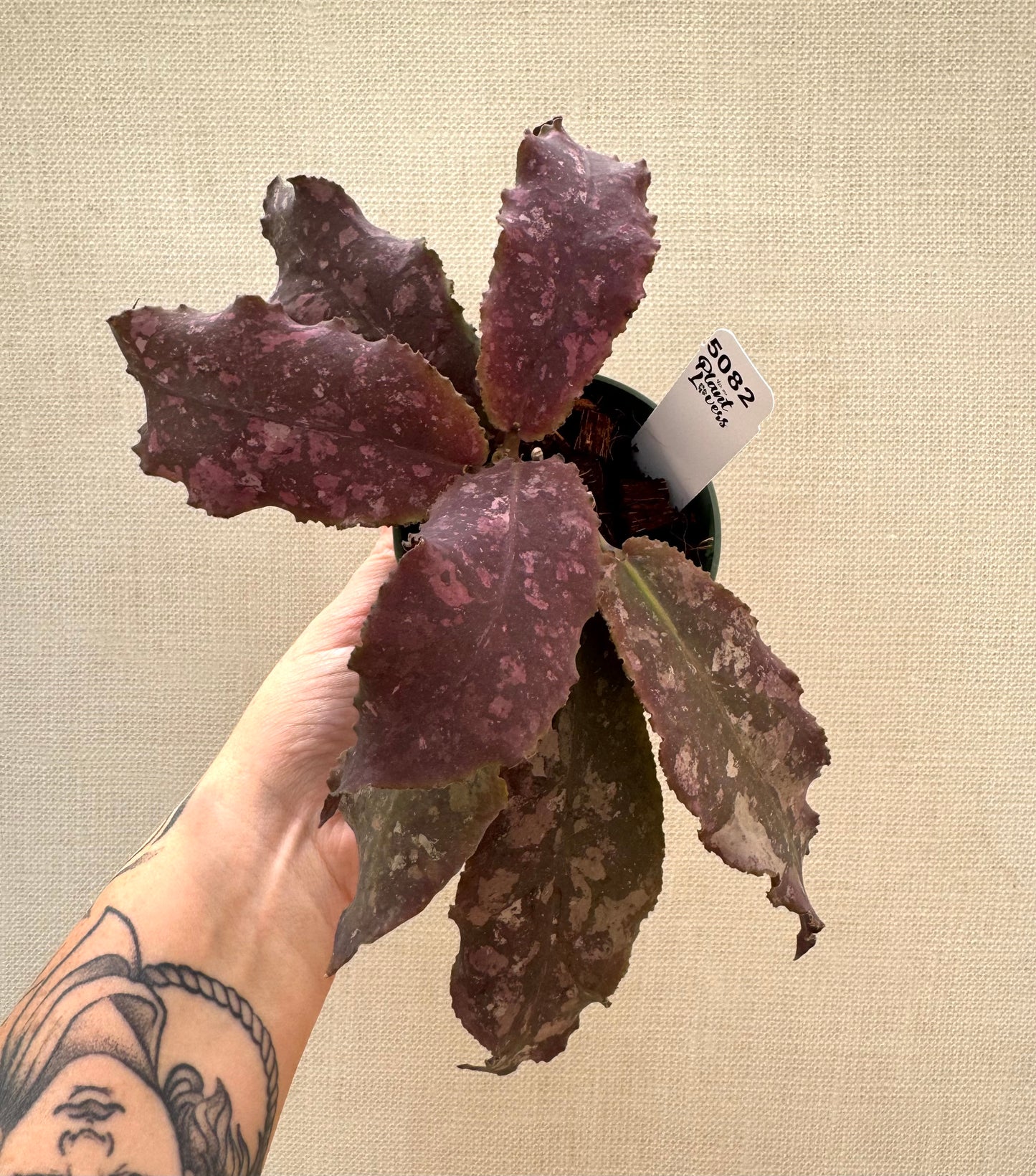 Hoya Undulata