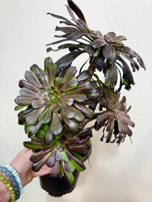 Aeonium Big Bang