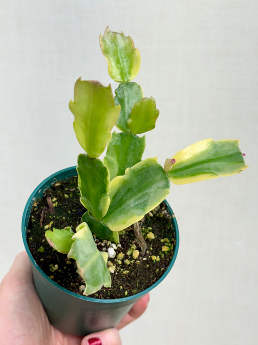 Variegated Thanksgiving Cactus