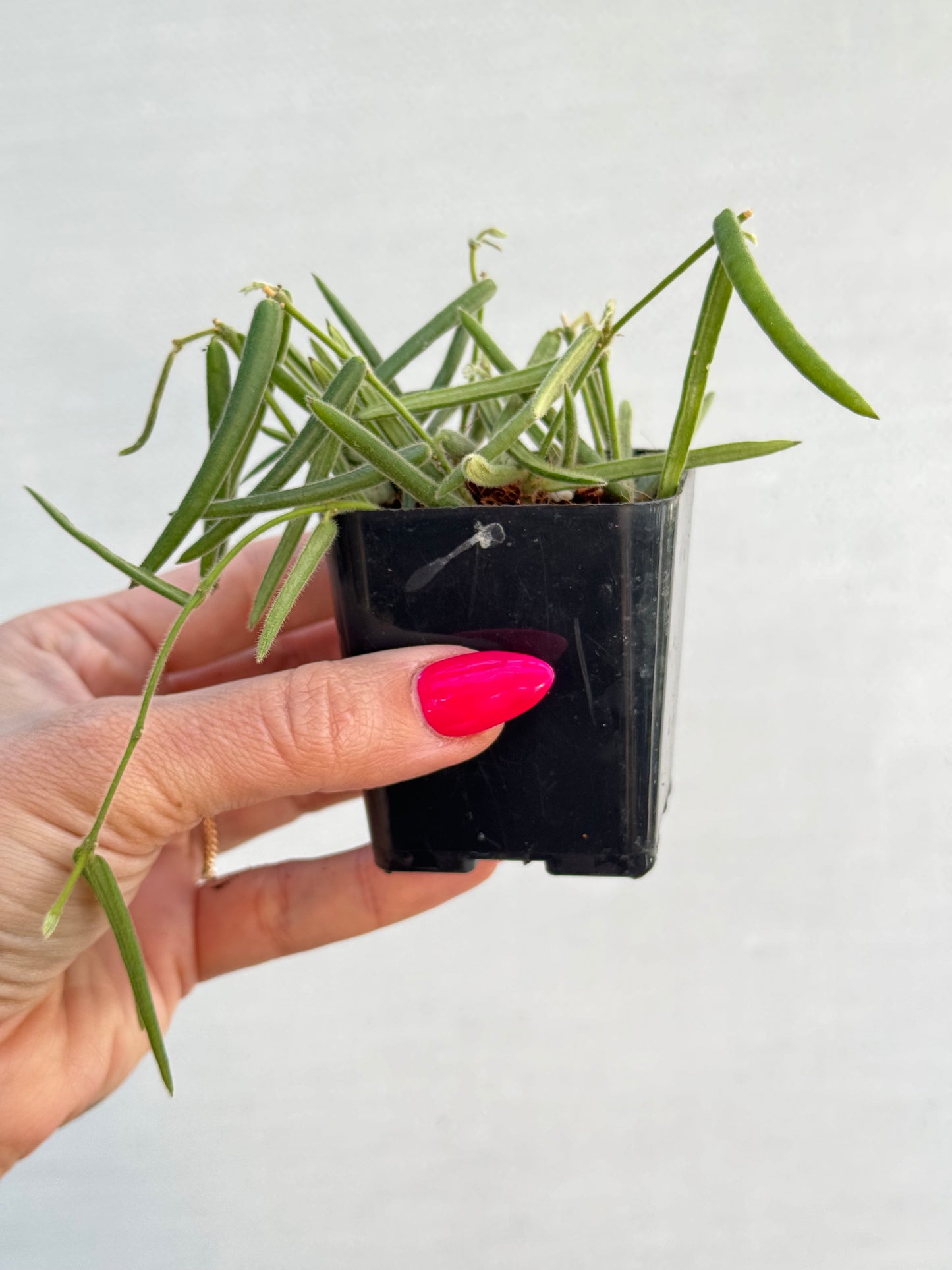 Hoya Linearis