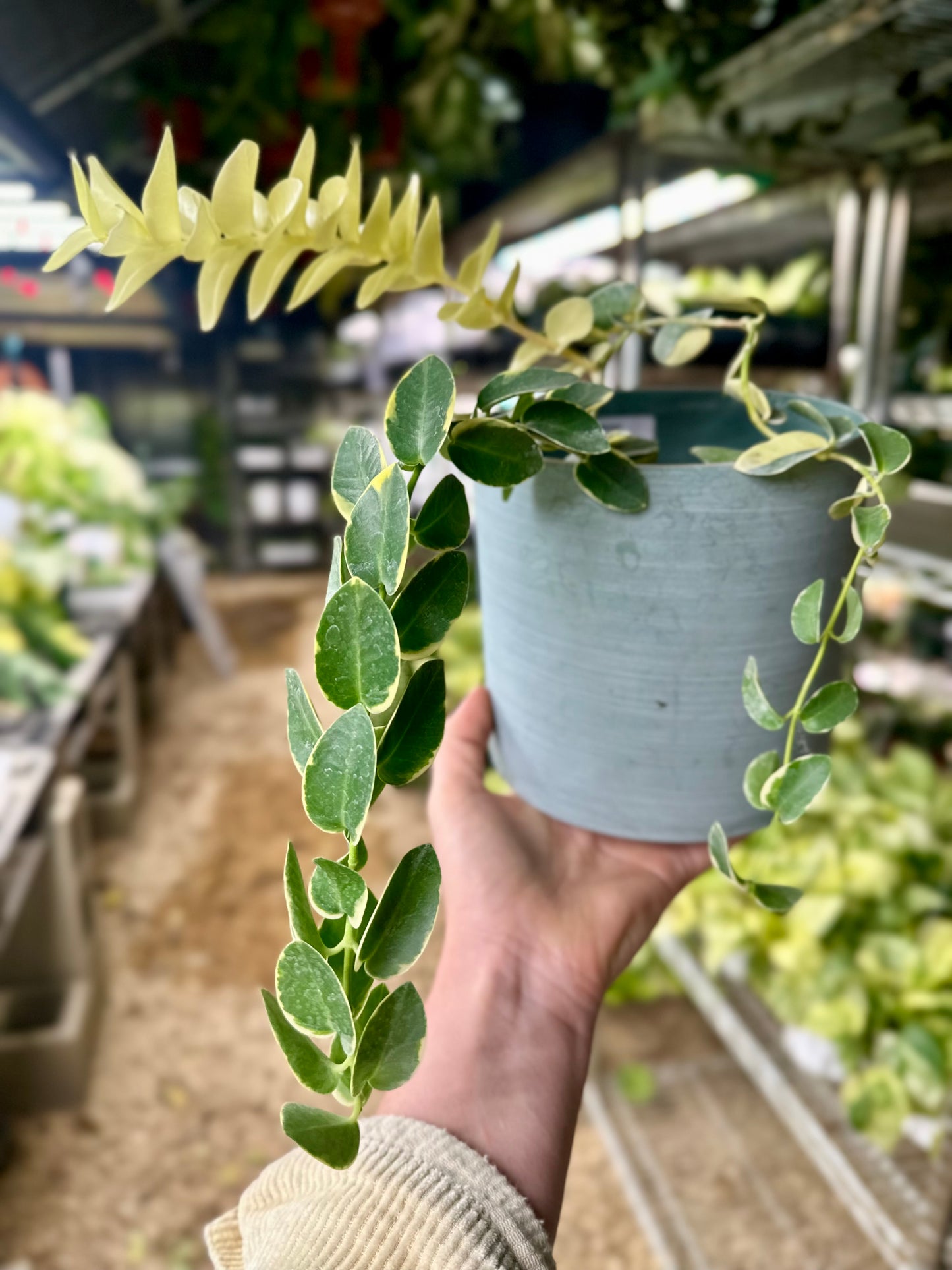 Hoya Cummingiana Albomarginata