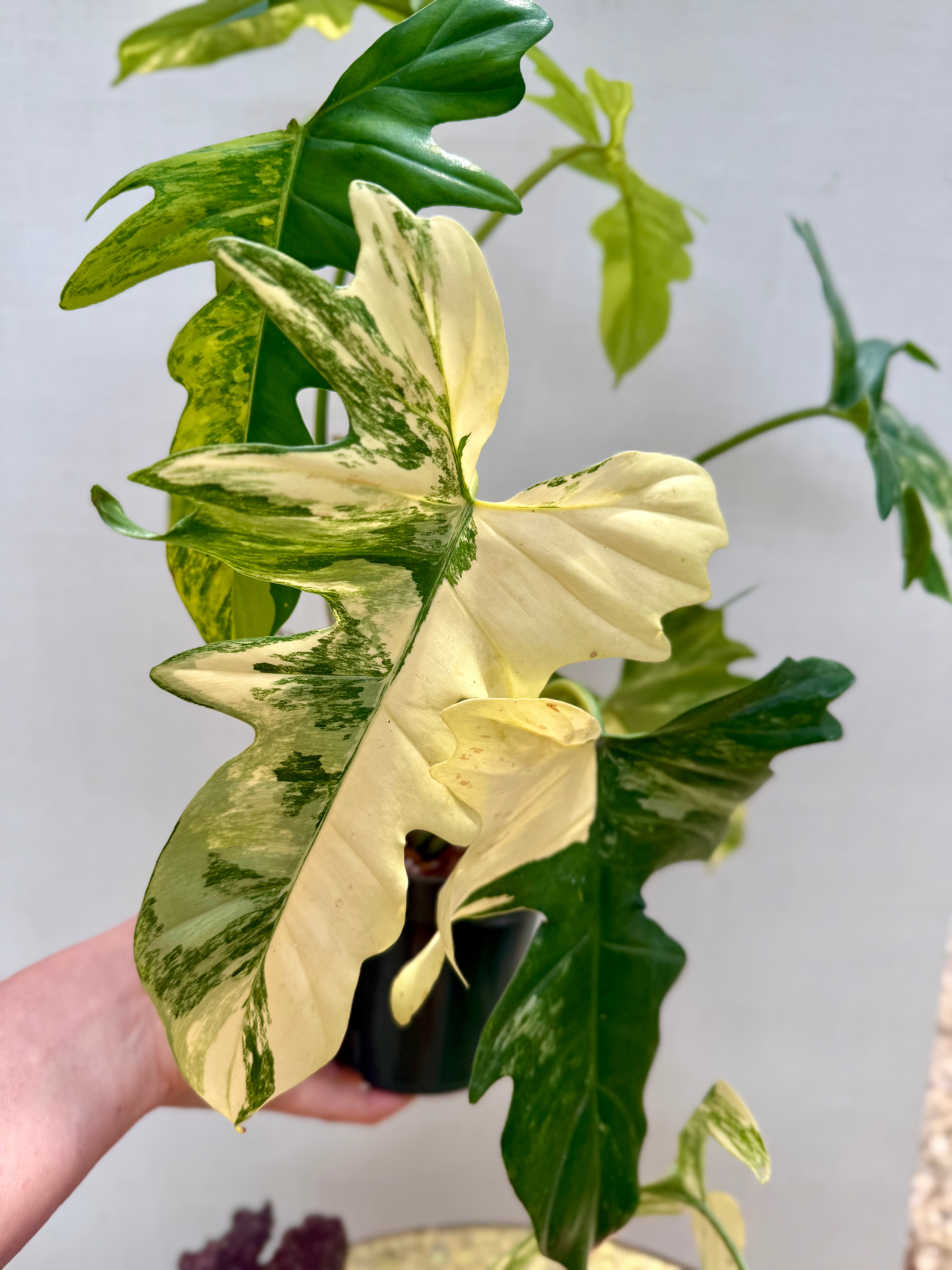 その他観葉植物 2x Philodendron florida beauty x mayoi IMG-0089_grande.jpg?v=1748031597