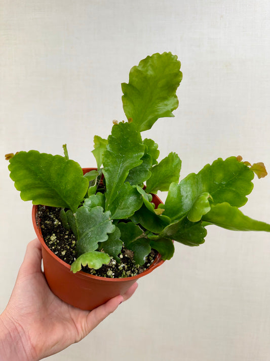 Rhipsalis Oblonga