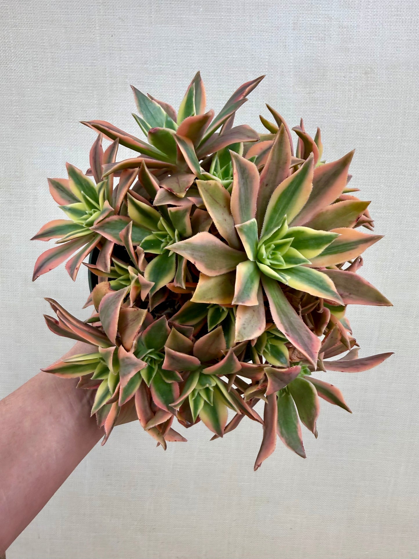 Aeonium Japanese Maple